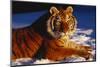 Tiger Lying in Snow in Late Afternoon Light (Captive)-Lynn M^ Stone-Mounted Photographic Print