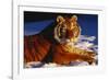 Tiger Lying in Snow in Late Afternoon Light (Captive)-Lynn M^ Stone-Framed Photographic Print