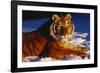 Tiger Lying in Snow in Late Afternoon Light (Captive)-Lynn M^ Stone-Framed Photographic Print