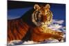 Tiger Lying in Snow in Late Afternoon Light (Captive)-Lynn M^ Stone-Mounted Photographic Print