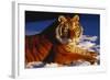 Tiger Lying in Snow in Late Afternoon Light (Captive)-Lynn M^ Stone-Framed Photographic Print