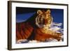 Tiger Lying in Snow in Late Afternoon Light (Captive)-Lynn M^ Stone-Framed Photographic Print