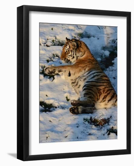 Tiger Lying in the Snow Full Bleed-Martin Fowkes-Framed Giclee Print