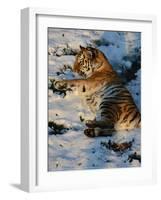 Tiger Lying in the Snow Full Bleed-Martin Fowkes-Framed Giclee Print