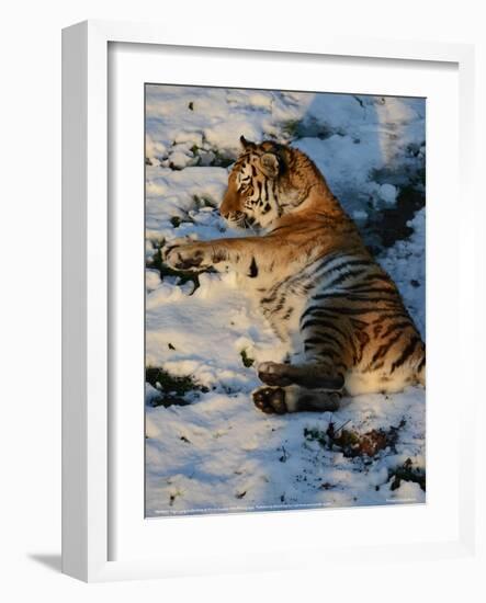 Tiger Lying in the Snow Full Bleed-Martin Fowkes-Framed Giclee Print