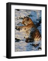 Tiger Lying in the Snow-Martin Fowkes-Framed Giclee Print