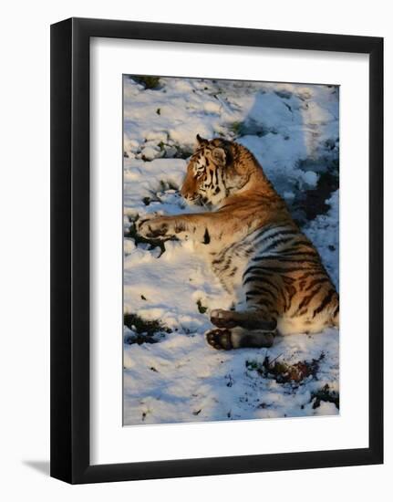 Tiger Lying in the Snow-Martin Fowkes-Framed Giclee Print