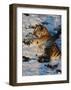 Tiger Lying in the Snow-Martin Fowkes-Framed Giclee Print