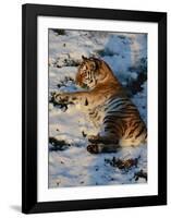 Tiger Lying in the Snow-Martin Fowkes-Framed Giclee Print