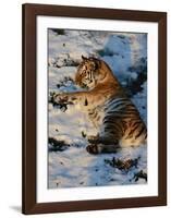 Tiger Lying in the Snow-Martin Fowkes-Framed Giclee Print