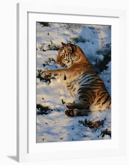 Tiger Lying in the Snow-Martin Fowkes-Framed Giclee Print