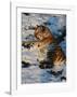 Tiger Lying in the Snow-Martin Fowkes-Framed Giclee Print