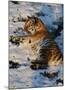 Tiger Lying in the Snow-Martin Fowkes-Mounted Giclee Print