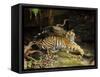 Tiger, Lying on Stone and Flicking Tail, Bandhavgarh National Park, India-Tony Heald-Framed Stretched Canvas