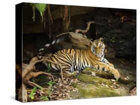 Tiger, Lying on Stone and Flicking Tail, Bandhavgarh National Park, India-Tony Heald-Stretched Canvas