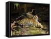 Tiger, Lying on Stone and Flicking Tail, Bandhavgarh National Park, India-Tony Heald-Framed Stretched Canvas