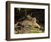 Tiger, Lying on Stone and Flicking Tail, Bandhavgarh National Park, India-Tony Heald-Framed Premium Photographic Print