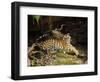 Tiger, Lying on Stone and Flicking Tail, Bandhavgarh National Park, India-Tony Heald-Framed Premium Photographic Print