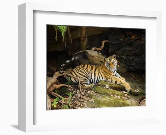 Tiger, Lying on Stone and Flicking Tail, Bandhavgarh National Park, India-Tony Heald-Framed Premium Photographic Print