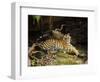 Tiger, Lying on Stone and Flicking Tail, Bandhavgarh National Park, India-Tony Heald-Framed Premium Photographic Print