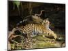 Tiger, Lying on Stone and Flicking Tail, Bandhavgarh National Park, India-Tony Heald-Mounted Premium Photographic Print
