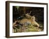 Tiger, Lying on Stone and Flicking Tail, Bandhavgarh National Park, India-Tony Heald-Framed Photographic Print