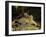 Tiger, Lying on Stone and Flicking Tail, Bandhavgarh National Park, India-Tony Heald-Framed Photographic Print