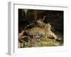 Tiger, Lying on Stone and Flicking Tail, Bandhavgarh National Park, India-Tony Heald-Framed Photographic Print