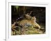 Tiger, Lying on Stone and Flicking Tail, Bandhavgarh National Park, India-Tony Heald-Framed Photographic Print