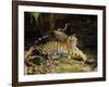 Tiger, Lying on Stone and Flicking Tail, Bandhavgarh National Park, India-Tony Heald-Framed Photographic Print