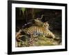 Tiger, Lying on Stone and Flicking Tail, Bandhavgarh National Park, India-Tony Heald-Framed Photographic Print