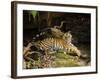 Tiger, Lying on Stone and Flicking Tail, Bandhavgarh National Park, India-Tony Heald-Framed Photographic Print