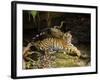 Tiger, Lying on Stone and Flicking Tail, Bandhavgarh National Park, India-Tony Heald-Framed Photographic Print