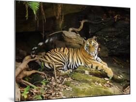Tiger, Lying on Stone and Flicking Tail, Bandhavgarh National Park, India-Tony Heald-Mounted Photographic Print
