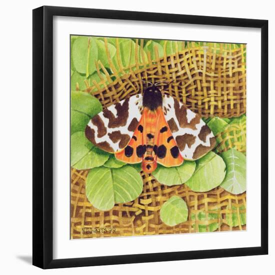 Tiger Moth, 1999-E.B. Watts-Framed Giclee Print