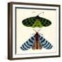 Tiger Moth Blue Moth, 2023 (Watercolour & Mixed Media)-Jenny Frean-Framed Giclee Print