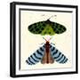 Tiger Moth Blue Moth, 2023 (Watercolour & Mixed Media)-Jenny Frean-Framed Giclee Print