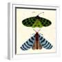 Tiger Moth Blue Moth, 2023 (Watercolour & Mixed Media)-Jenny Frean-Framed Giclee Print