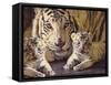 Tiger Mother & Baby-sylvia pimental-Framed Stretched Canvas