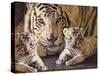 Tiger Mother & Baby-sylvia pimental-Stretched Canvas