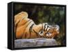 Tiger on Back-David Stribbling-Framed Stretched Canvas