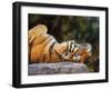 Tiger on Back-David Stribbling-Framed Art Print