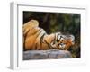 Tiger on Back-David Stribbling-Framed Art Print