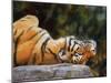 Tiger on Back-David Stribbling-Mounted Art Print