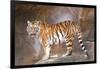 Tiger on Ledge-Lantern Press-Framed Art Print