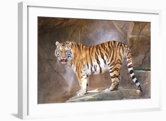 Tiger on Ledge-Lantern Press-Framed Art Print