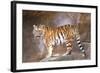 Tiger on Ledge-Lantern Press-Framed Art Print