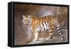 Tiger on Ledge-Lantern Press-Framed Stretched Canvas