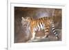 Tiger on Ledge-Lantern Press-Framed Art Print