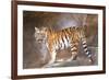 Tiger on Ledge-Lantern Press-Framed Art Print